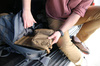 Helikon - Kишеня EDC Insert Medium® - Cordura® - Shadow Grey - IN-EDM-CD-35
